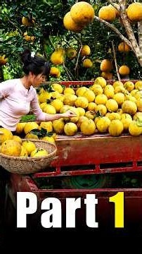 I Harvested Giant Pomilo Fruits and Took Them to the Market to Sell! | Part 1 #farming #food
