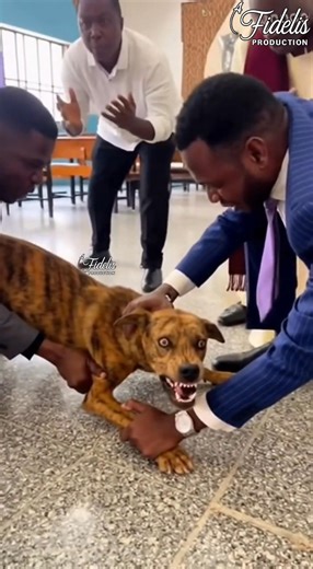 6.8K views · 47 reactions | Be careful!  Some animals are possessed! #dog #SamAi #fyp #viral | A Fidelis Production | Facebook