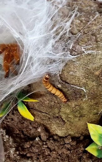 Orange Baboon Tarantula Feeding Time...!