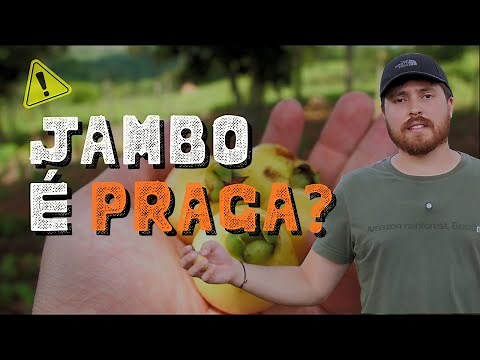 STOP PLANTING JAMBO TREES! Understand the danger this tree poses in Brazil.