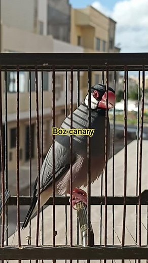 birds sound | java song | amazing java singing | finch songs #birds