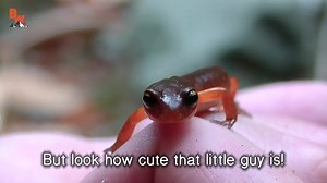 4.4M views · 25K reactions | Coyote and the crew find some newts that are certainly very adorable.. but also toxic! | Coyote Peterson | Facebook