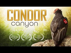 Condor Canyon | An Award-Winning Documentary | California Condor Recovery in Big Sur