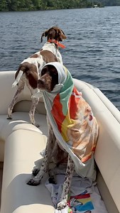 39K views · 45K reactions | Mondays are like flies 練 No one likes them and they keep coming back  Sophie is a mood when the flies are bugging her, no pun intended  • • • #pointerpawprints #gspoftheday #germanshorthairpointer #mondaymonday #thisweekoninstagram | Pointerpawprints | Facebook