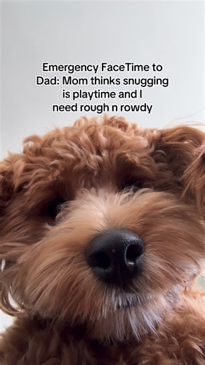 Theo the Cockapoo on Instagram: "My mom can’t compete with the wrestling matches😭🤪 #crazypuppy #dogplay #dogplaying #dogplaytime #puppyplay #puppyplaying #puppylover #cockapoo #minicockapoo #funnypuppy #funnypuppyvideos #facetime #minidoodlesofinstagram #minidoodlepuppy #cockapoo_corner"