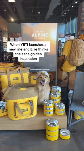 Golden Retriever Life on TikTok