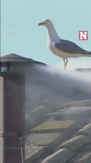 New Pope Elected, White Smoke Billows from Vatican Chimney