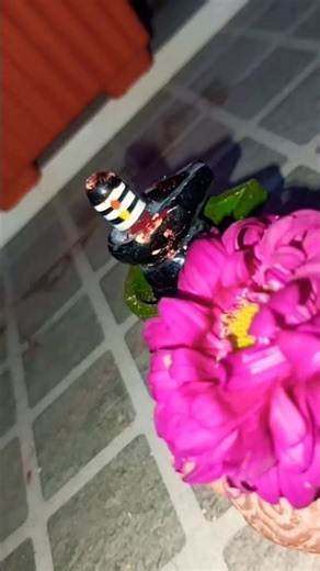 சிவன் படியளக்க வந்த போது என்ன நடந்தது? Shiva feeds world #god #facts #tamil #easan #pradhosham #god