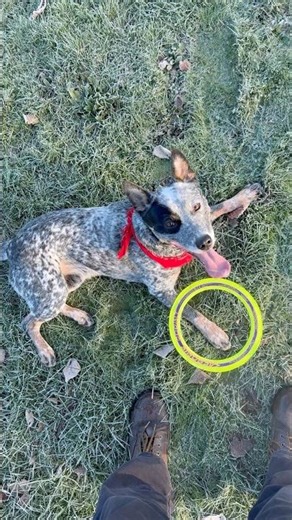 Cattle Dog Duncan vs. Aerobie Pro Ring ​⁠ #cattledogs #dogcoach #herdingdogs #dogtraining
