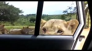 Lion open the door