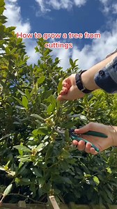 How to grow cuttings from a bay tree and turn them into more bay trees #didyouknow #LearnOnTikTok #plants #plantdad | TheGarden