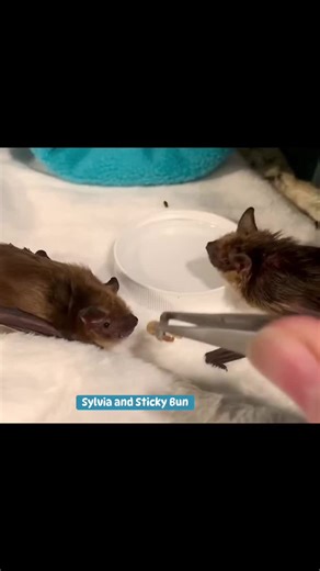 Beth Henshaw Kelly on Instagram: "I wanted to share an update reel on the 7 bats we currently have wintering with us, because I'm so proud of the WEST team - Verdi, Coral, Salena, Anna, Heather and Pam - who are doing such a great job caring for them. So many of you have commented that your opinion and understanding of bats has changed because of WEST's bat content, and that makes me really happy, because bats are so important. People will frequently comment that they love seeing bats on their p