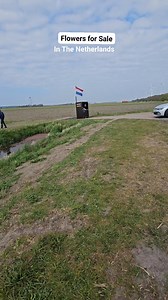 Flowers for Sale #netherlands #flowers | In The Netherlands