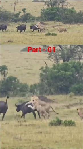 Lion Attack African Cape Buffalo - Part 01#lion #lionattack #lionattackbuffalo