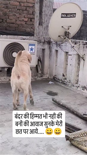 Labrador Bunny on Instagram: "🤣🤣🤣🤣🤣"