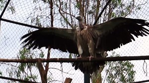 Vulture Flapping Wings Stock Footage Video (100% Royalty-free) 25791512 | Shutterstock