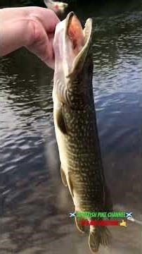 Pike fishing Loch Lomond 👌 #fishing #scotland #lurefishing #scottishhighland