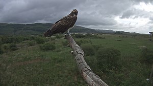 17K views · 936 reactions | UPDATE: This bird is a Llyn Clywedog offspring (Blue KS8, female) from 2018 Just landed on the Dyfi nest. Many congratulations to all the team at Natural Resources Wales! That's the second 2018 Welsh chick that is now back. | Dyfi Osprey Project | Facebook