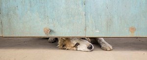 Comprendre et traiter l’anxiété de séparation chez le chien