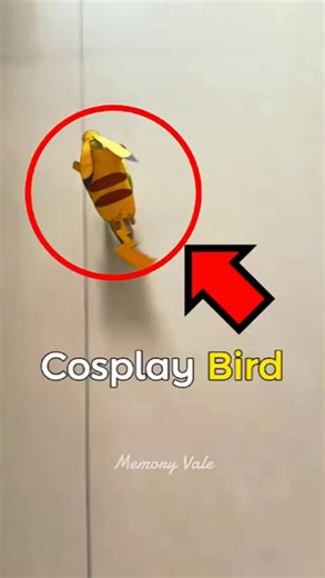 Cute Little Kiwi the Bird Warrior 🐦❤️ #birds #diycosplay #pets