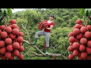 Climb High To Harvest Lots Of Lychees Use 3 Wheeled Truck Transport Many Lychees Go To Market Sell c