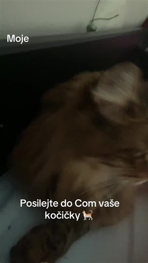 Videa uživatele ellik (@ellik839) s original sound - freyas.lyricxs