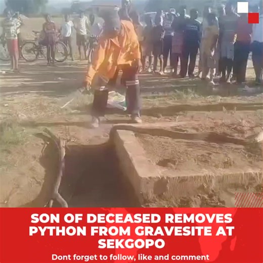 SON OF WILSON SEKOPANE REMOVES PYTHON FROM GRAVESITE IN VIRAL VIDEO GA-SEKGOPO – A viral video has emerged showing the alleged son of the late Wilson Sekopane removing a python that was recently discovered at his father's gravesite in Ga-Sekgopo. The footage, which has been widely shared on social media, shows the man confronting the snake before chopping off its head. He then places the python's remains into a large plastic bag and removes it from the gravesite. The incident follows the discove