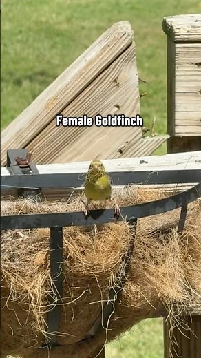 Female American Goldfinch