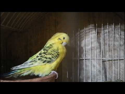 Small Cage Setup for Budgies Pair 🐦 Male & Female Nest Setup