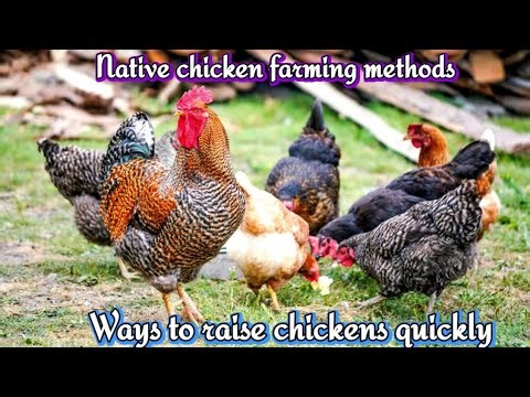 Ways to raise chickens quickly. Native chicken farming methods. Native chicken farming methods.