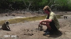 Macaque monkey madness