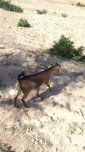 Goat Running Like Something Is Chasing It 😳🐐⚡
