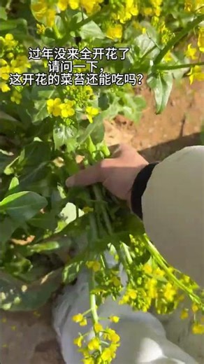 My Chinese kale and red cabbage sprouts have all bloomed but they are still very tende