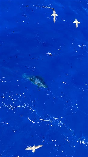 Bigeye in the spread, not a bad bycatch when marlin fishing in the Azores. 🎥 : @david_lassley | Columbia PFG