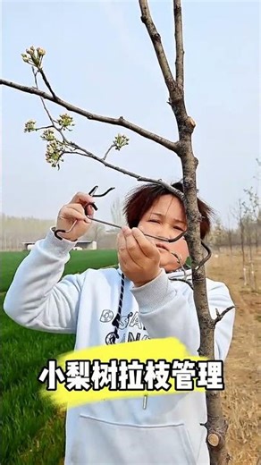 A good helper for pulling fruit tree branches is to use a branch puller#Fruit tree branch pullerMode