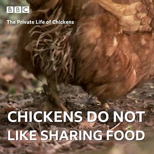 Did you know that chickens could do this? | BBC
