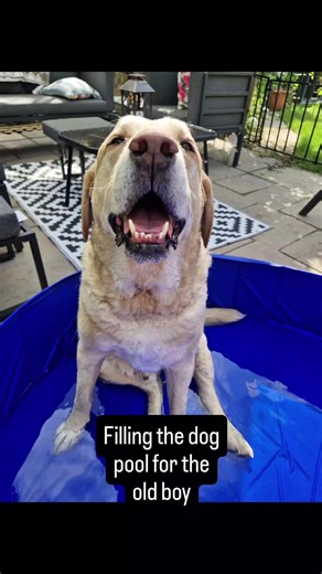 Charlie Loves the Water: Summer Pool Fun for Dogs