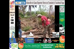 4.5K views · 76 reactions | Goan Reporter News ::: Watch Python Rescued by Forest Department this morning at Mobor | Goan Reporter | Facebook