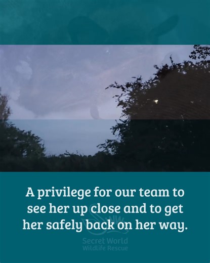 Recent Admission – a first for Secret World! ✨ For the very first time in Secret World history, our Specialist Bat Team admitted a female Nathusius' Pipistrelle Bat! 🦇 She weighed just 6.5g—a little under her ideal release weight for this time of year. Her characteristics include a 3rd finger measuring 5cm from thumb to fingertip, a 34mm forearm, a furry tail, a lighter-coloured underside, and specific striations on her wing membranes. These patterns of elastic fibres within the wing membranes 