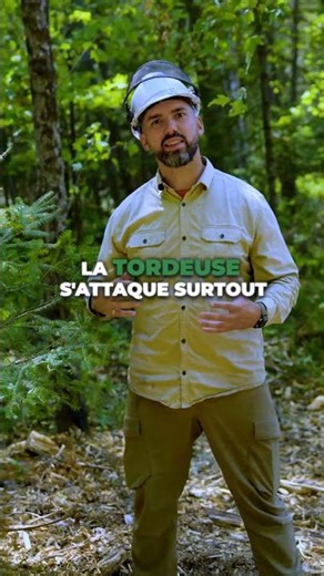 Cet insecte est un vrai ravageur de forêts !