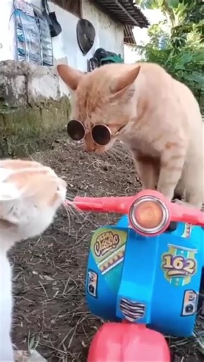 #cat #funny #memes My friend just for fun...
