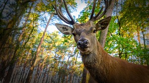 Erlebnis Erde: Die geheime Welt der Tiere