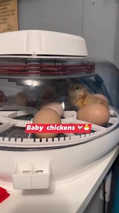 Baby pollito bebé en casa | Cocinando con Sulma