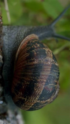 A Snail garden snail moving-Full HD