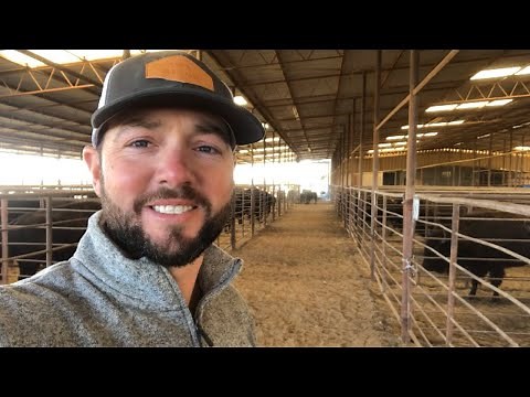 The process of a bison sale...you never know what you're gonna get!
