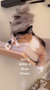 74K views · 2.2K reactions | WHO DID YOU GUESS?  #reels #exlore | Dontstopmeowing | Facebook