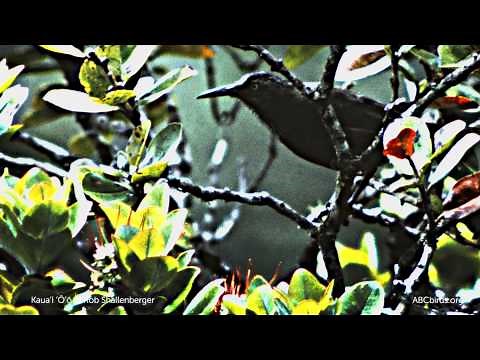 Kaua‘i ‘Ō‘ō Song