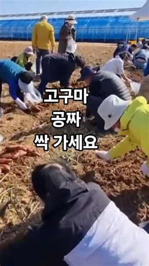 Dig sweet potatoes for free! Experience harvesting a large-scale sweet potato field. #sweetpotato...