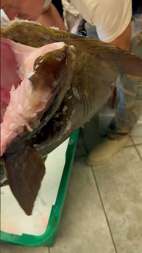 Giant Pacific Halibut Ready for Cutting | Fresh Alaska Halibut Processing