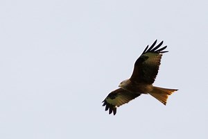 DSC02302 - Red Kite